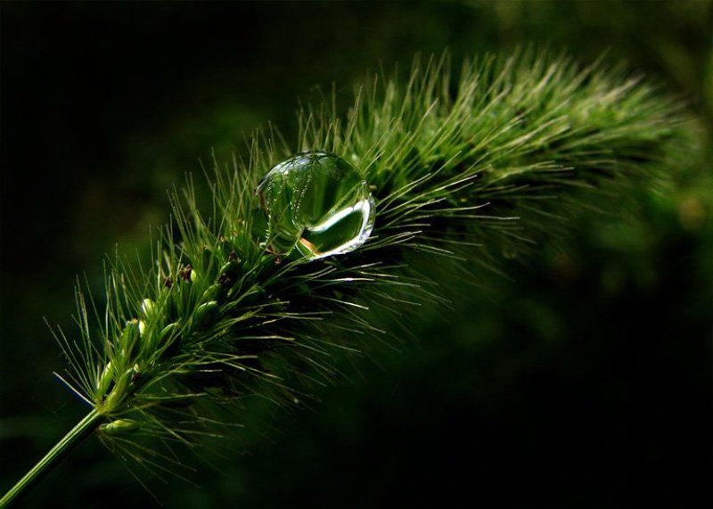 колосок, роса, весна утренний душphoto preview