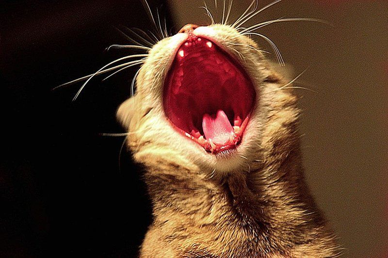 животные УЖАСphoto preview