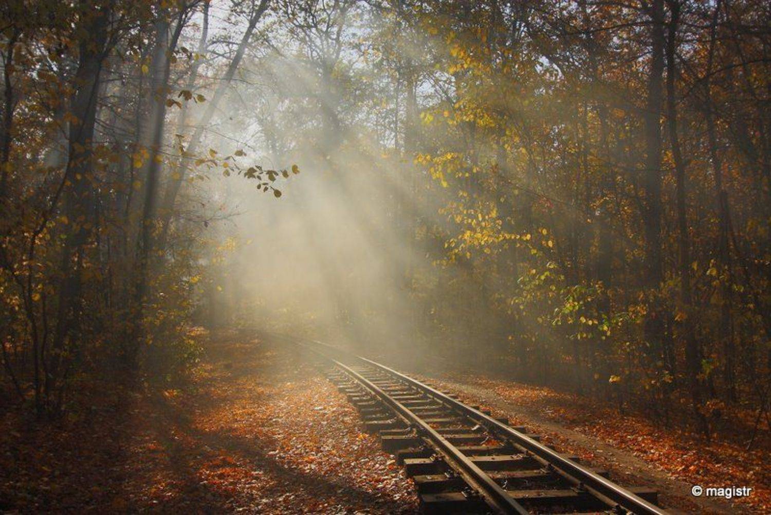 украина, харьков, лесопарк, осень, малая детская железная дорога, листья, туман, дым, свет, magistr