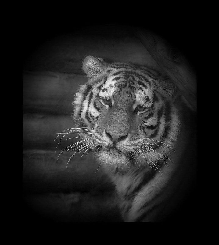 Тигрицаphoto preview