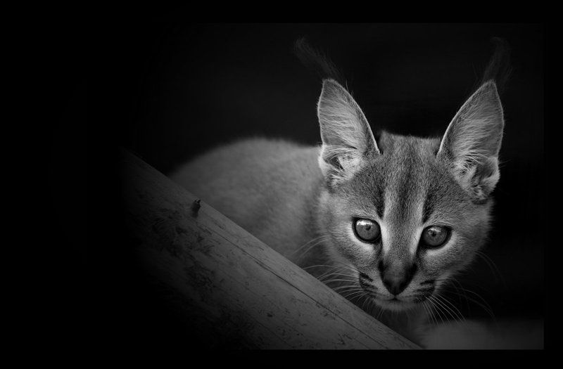 Каракаленокphoto preview