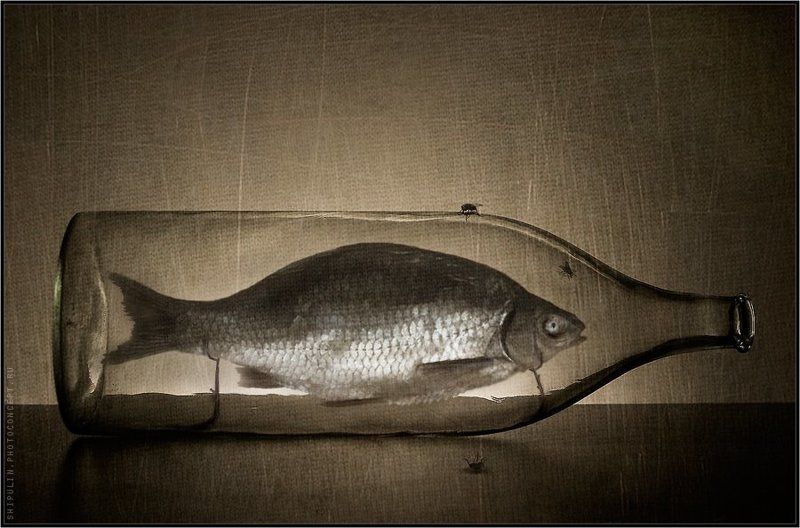 бутылка,рыба,муха,мухи,владимир,шипулин,фотограф,томск Во времени...photo preview