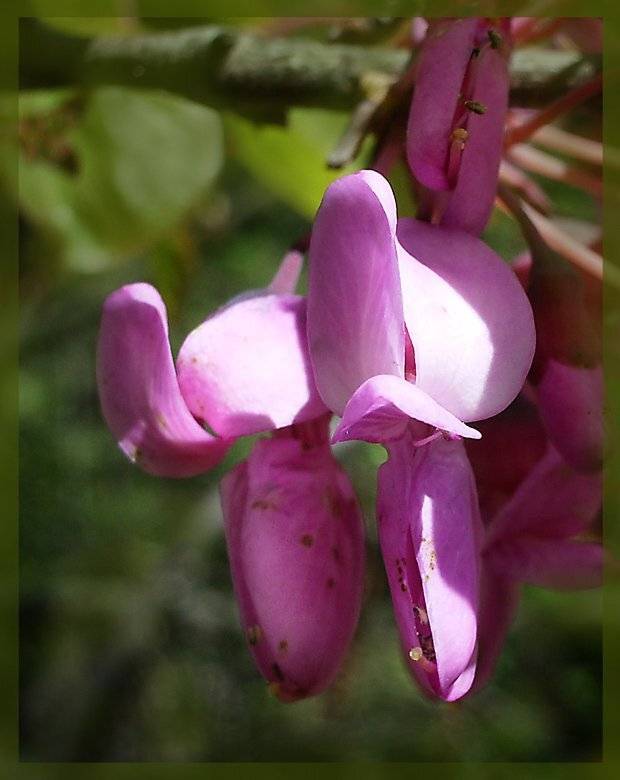 Цветочки). Автор: Юлия Чекмарева , Юлия Чекмарева