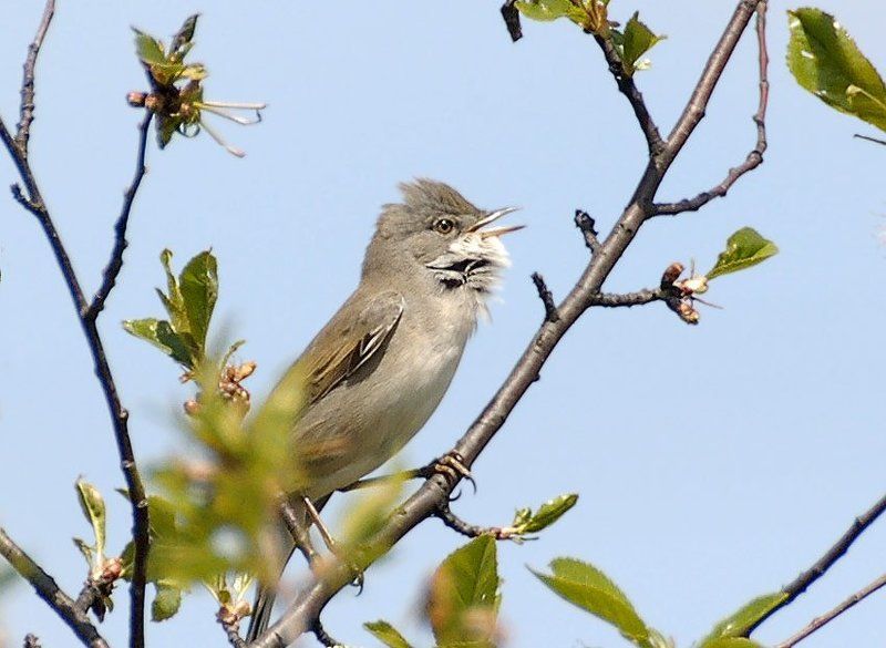 Песня славкиphoto preview