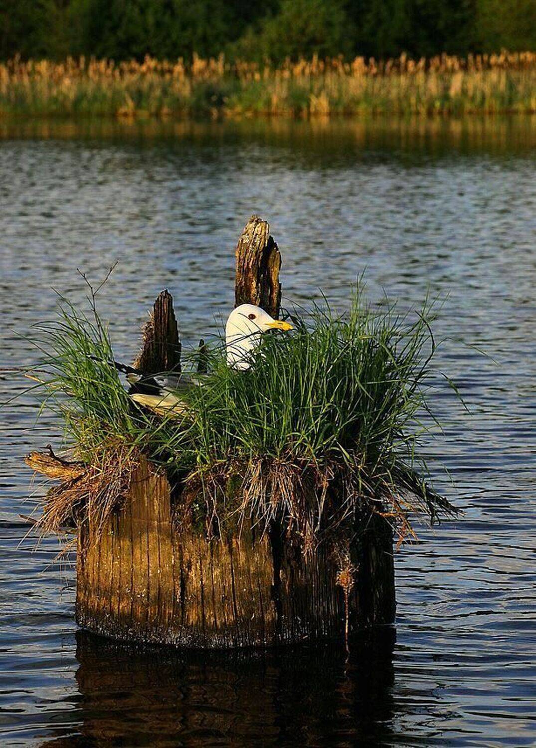 Высоко сижу - далеко гляжу. Автор: Василий Черкасский чайка, гнездо, Василий Черкасский