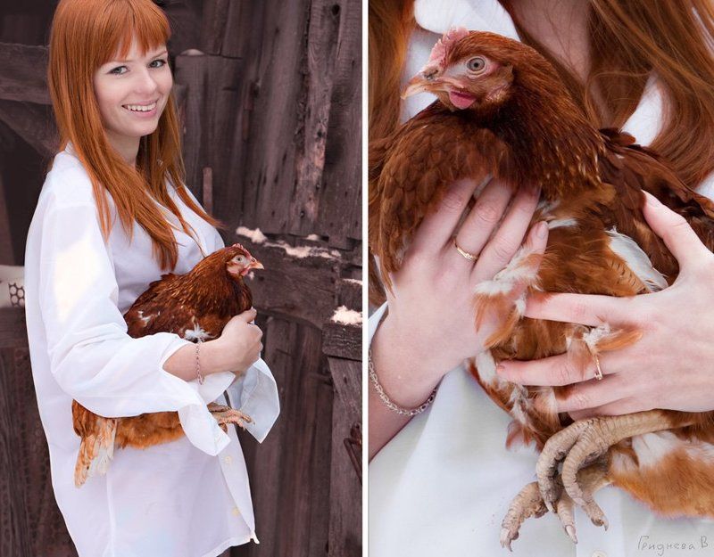 курычка, рыжие Цыпаphoto preview