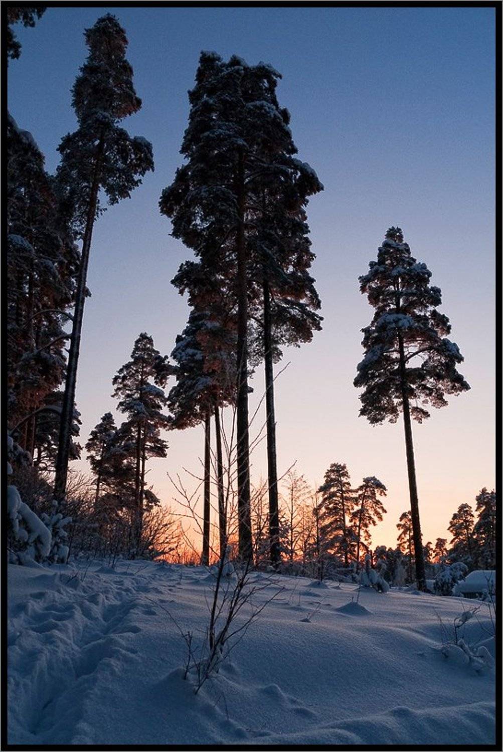 Сосны в сумерках. Автор: Лунный Ежик , Лунный Ежик