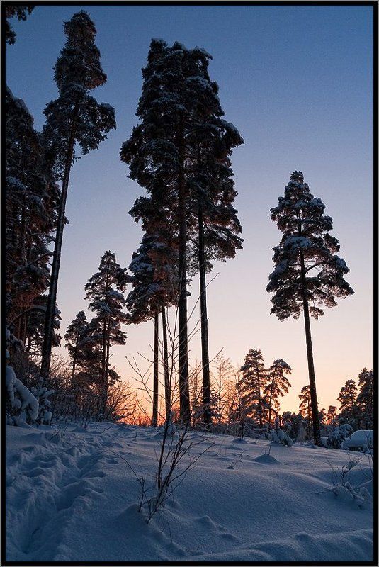 Сосны в сумеркахphoto preview