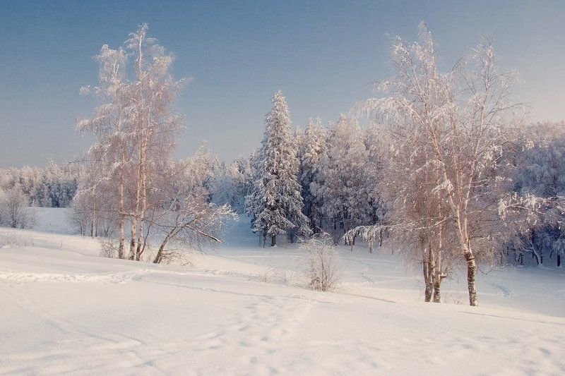 россия, всеволожск, зима, мооз, снег, сугроб, дерево, лес, береза, сосна, пейзаж, небо, день dyadyavasya Ещё один морозный деньphoto preview