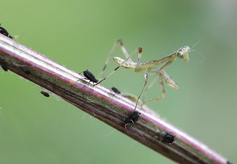 Слон и Моськаphoto preview