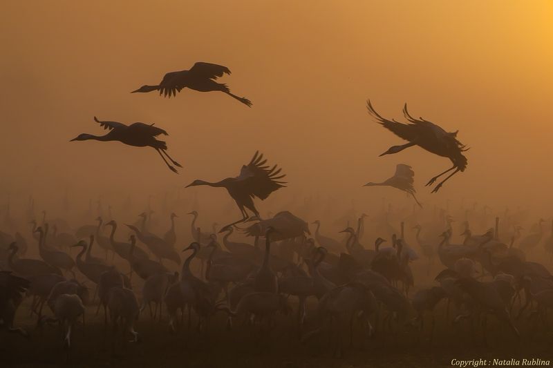 Журавли, Природа, Птицы, Рассвет, Туман Журавушки на рассвете...photo preview
