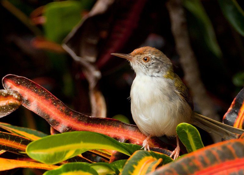 Краснолобая славка-портниха (Orthotomus sutorius)photo preview