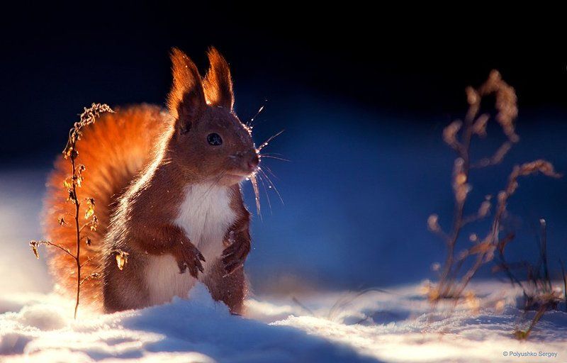 Snow, Squirrel, Winter ***photo preview