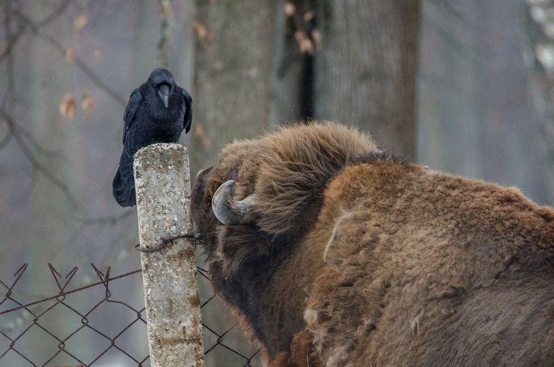 Беседа, Ворон, Заповедник, Зубр, Разговор Беседа зубра Мураками и ворона фото превью