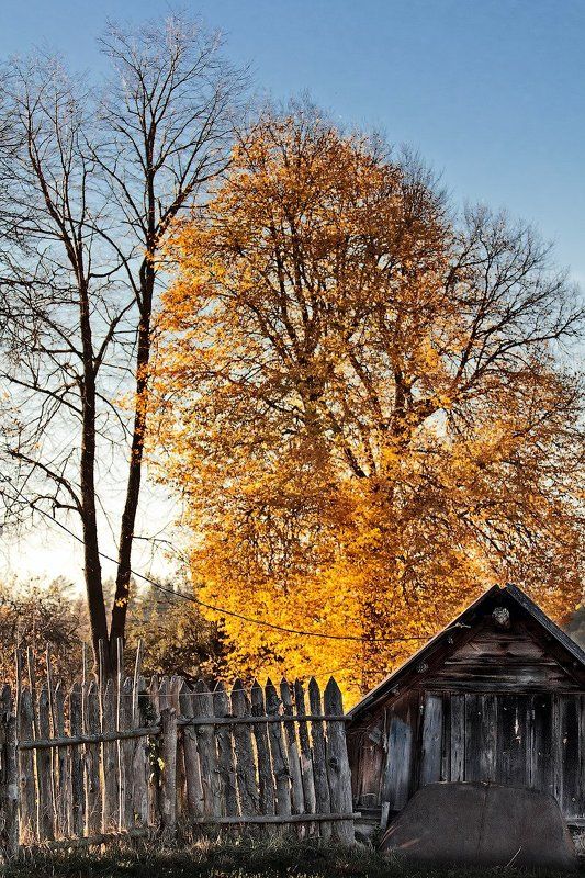 беларусь, деревня, золотая осень Осень зажглаphoto preview