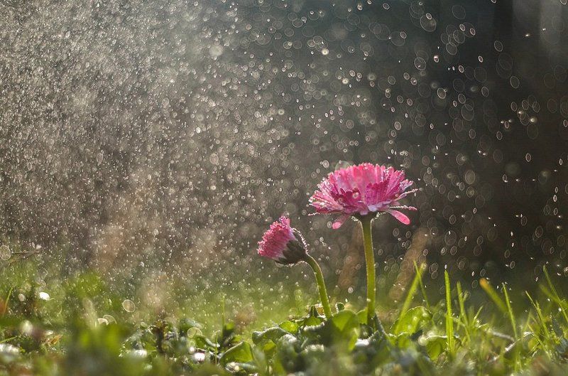 маргаритка, весна, боке, ромашка photo preview