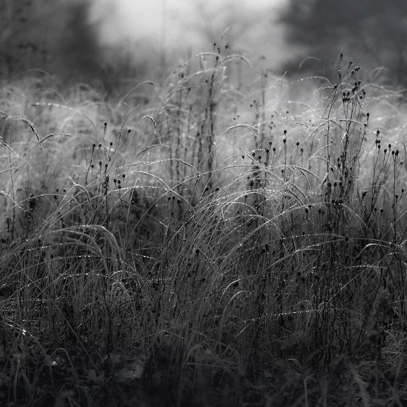 Лес., Луг., Роса., Утро. \