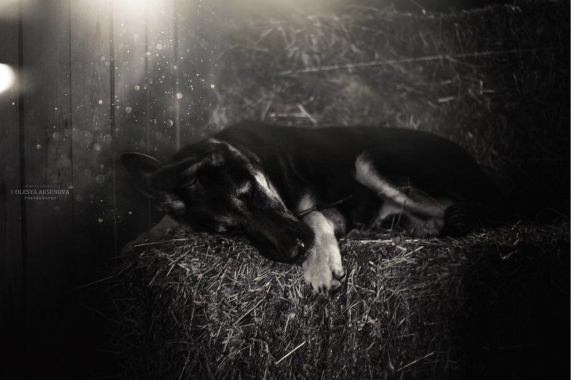 В сене, Вео, Восточник, Овчарка, Собака, Сон Сладкий сон..photo preview