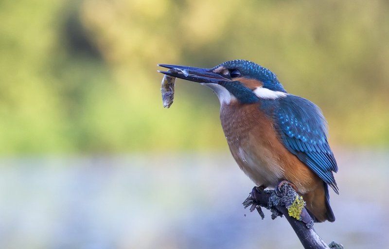 зимородок. птицы, река Зимородок на охотеphoto preview