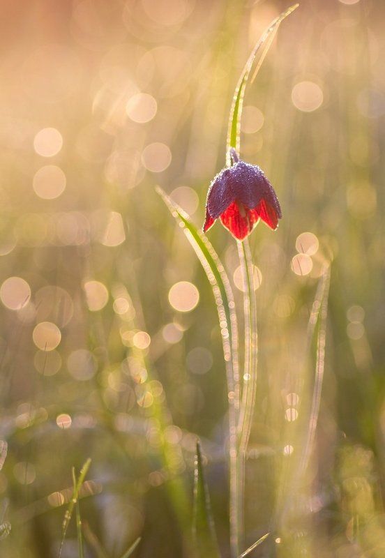 Весна, Лето, Роса, Рябчик, Цветы Аленький цветочекphoto preview