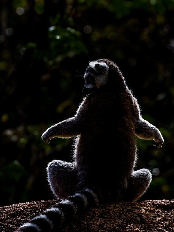 Мадагаскар, Лемур Погреть животик фото превью
