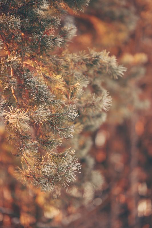 nature, pine, tree, flora, sunlight, sunset, sunrise, forest, branch ***photo preview