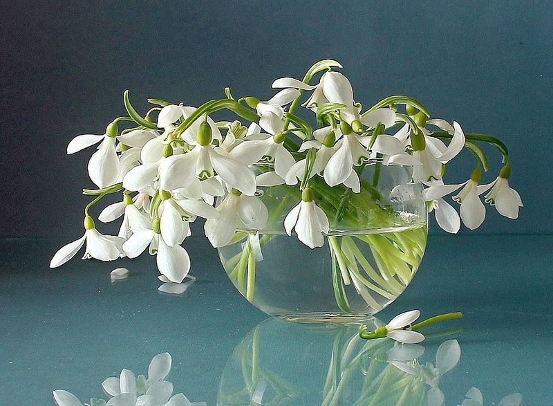 натюрморт, цветы, луговые цветы, весна, марина филатова, подснежники, первоцветы Морозной свежести цветы фото превью