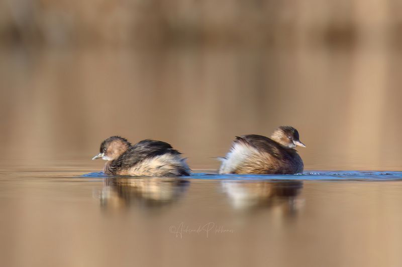 январь Следы на водеphoto preview