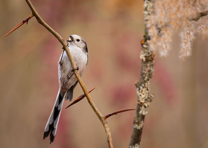 Long-tailed Tiphoto preview