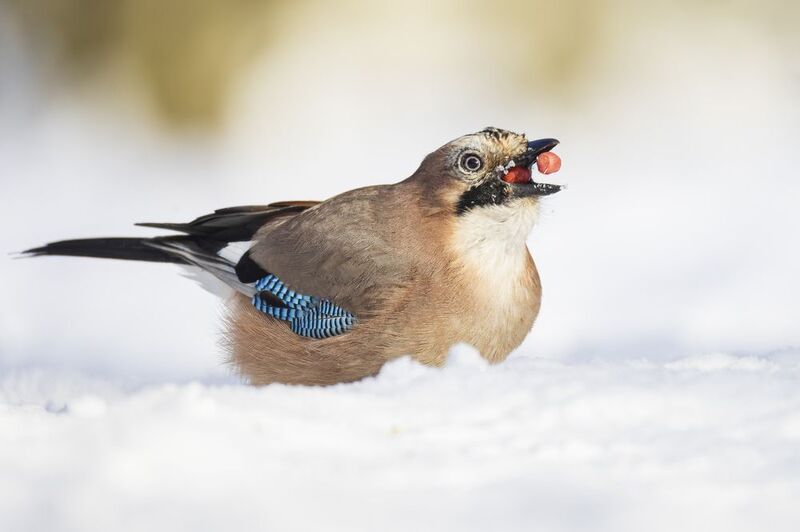 Сойкаphoto preview