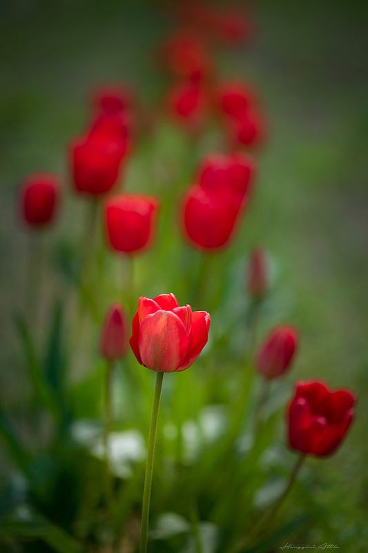 Tulipsphoto preview