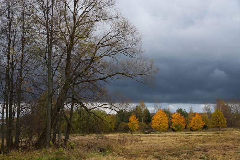 осень, листья желтые Поздней осени костры фото превью