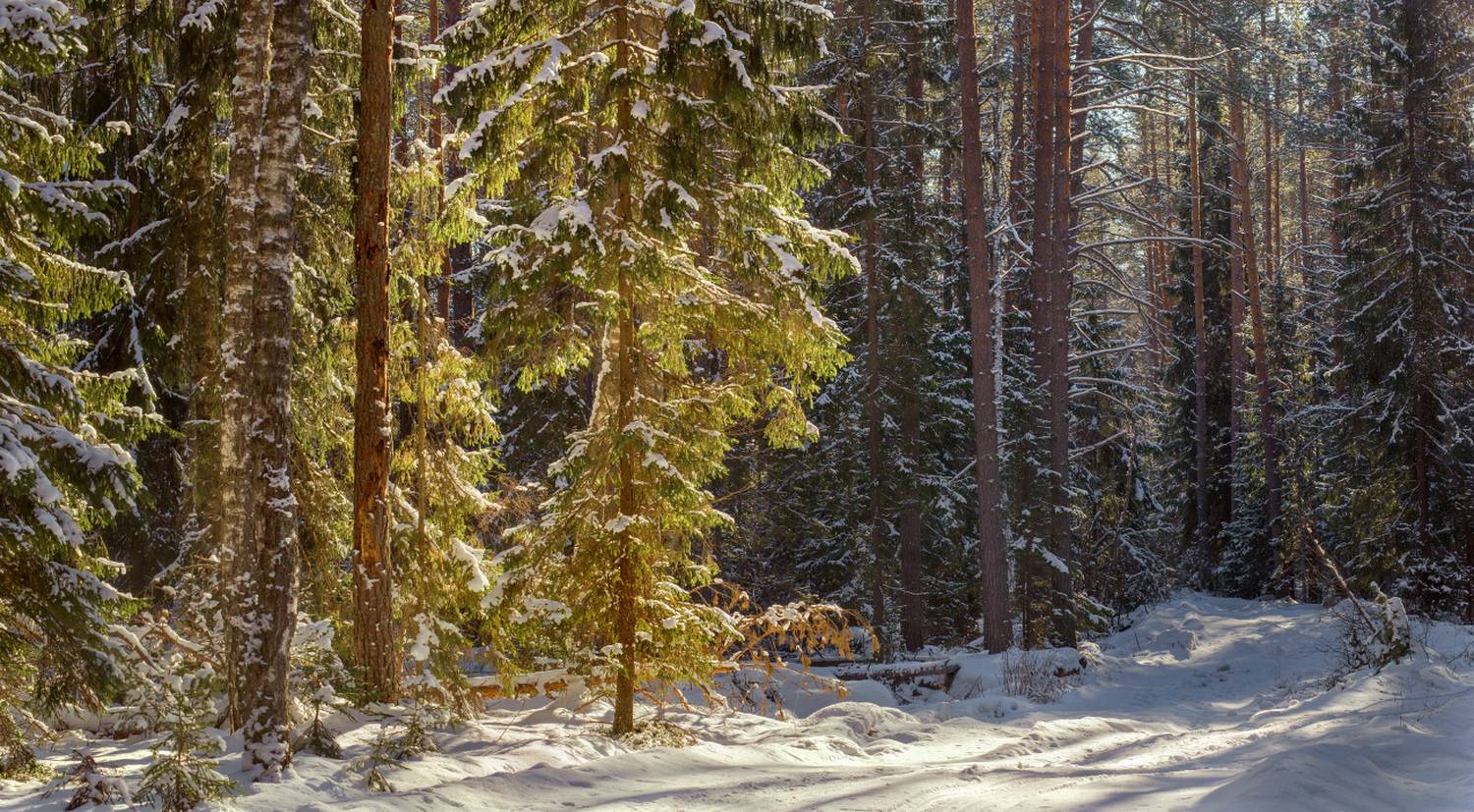 В лучах полуденного солнца. Автор: Алексеев Дмитрий лес зима дорога контражур вязниковский р-он, Алексеев Дмитрий