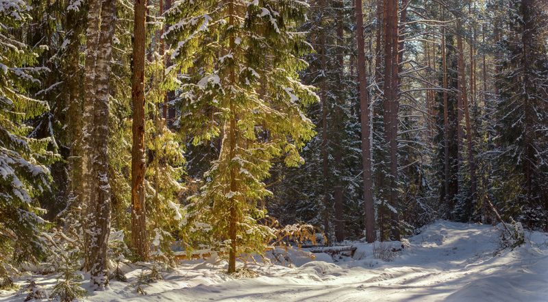 лес зима дорога контражур вязниковский р-он В лучах полуденного солнцаphoto preview