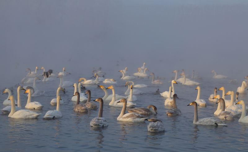 Алтайская зимовкаphoto preview