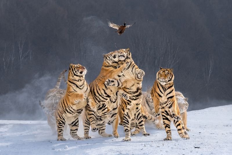 Досадный случайphoto preview