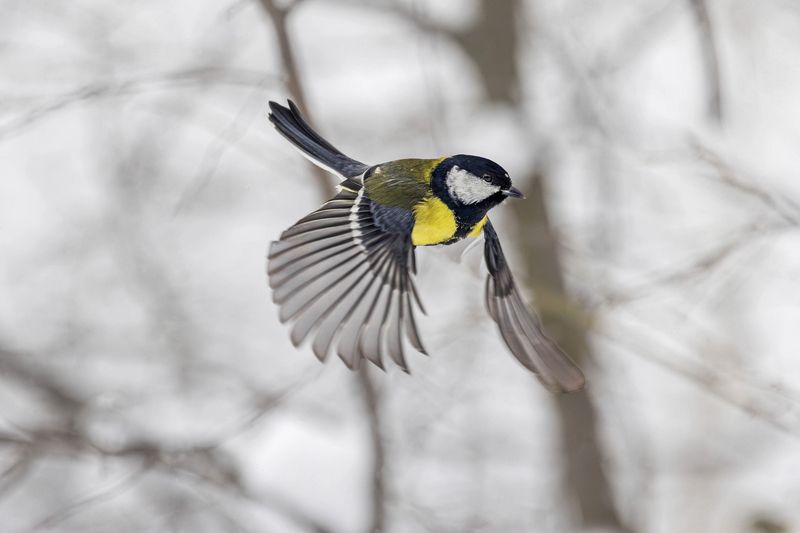 синица, птица Синица фото превью