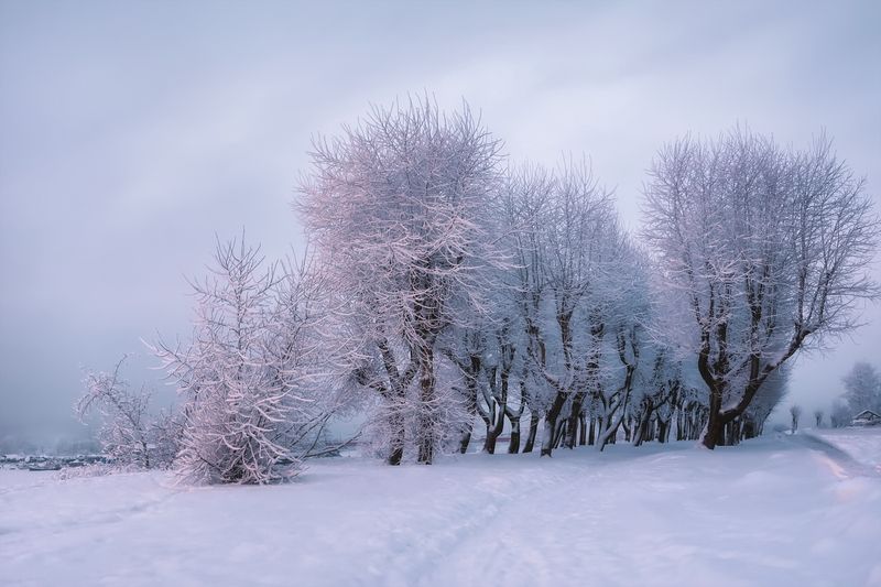 зима, аллея, деревья, иней, мороз, снег, сугробы, тропинка, город, архангельск Кривая аллея фото превью