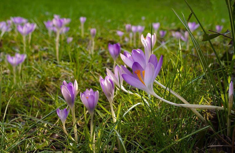 Весна наступаетphoto preview