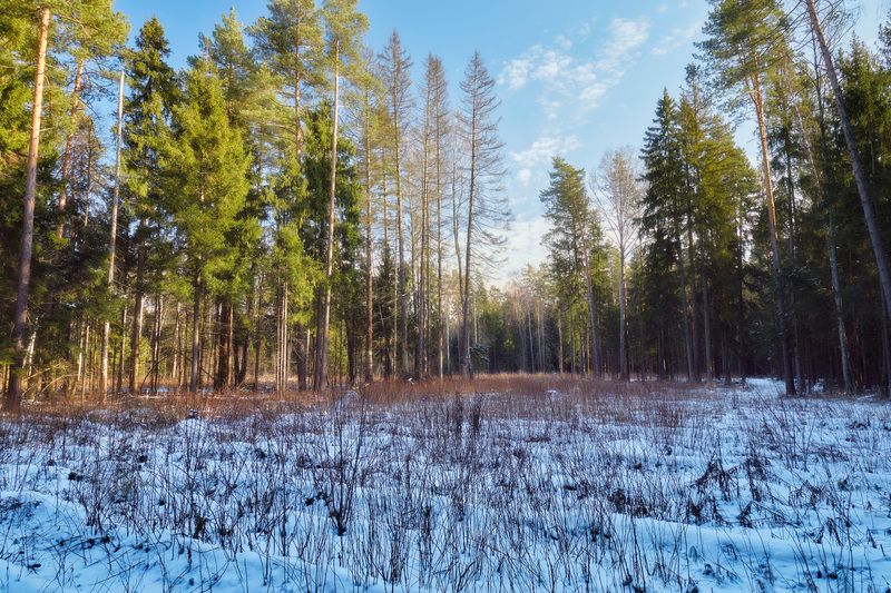 лес, зима, снег В зимнем лесу фото превью