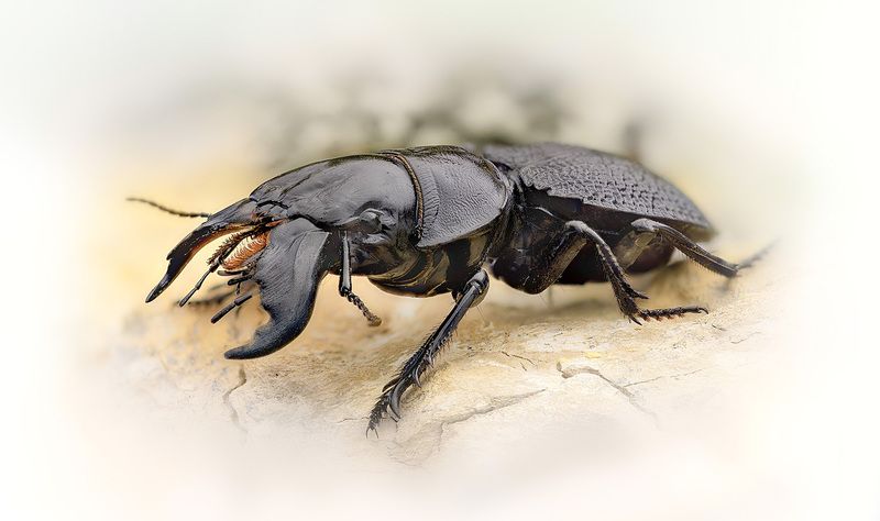 coleoptera, carabidae, crepidopterus decorsei, жужелица Воинphoto preview