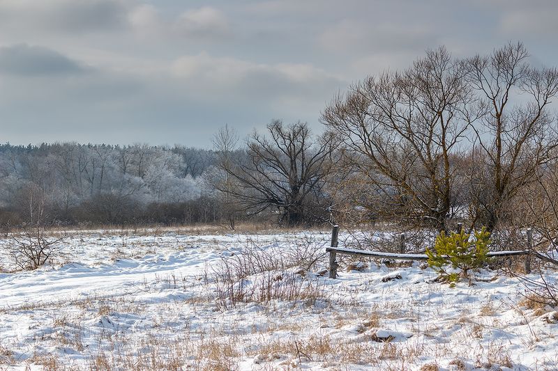 лес, деревья, зима, иней, природа photo preview