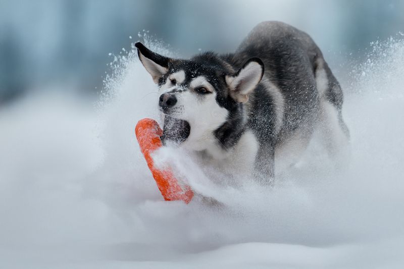 Динамикаphoto preview