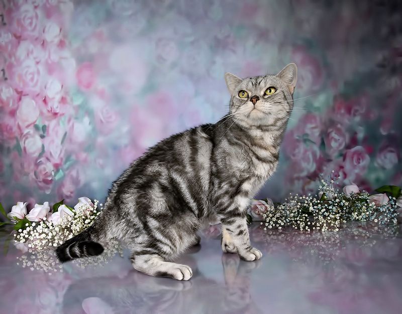 кошка,  сats, домашнии любимцы,  кот, маркиз, матильда,весна, kitten, салли Cats,Spring Time - Котики в Красотеphoto preview