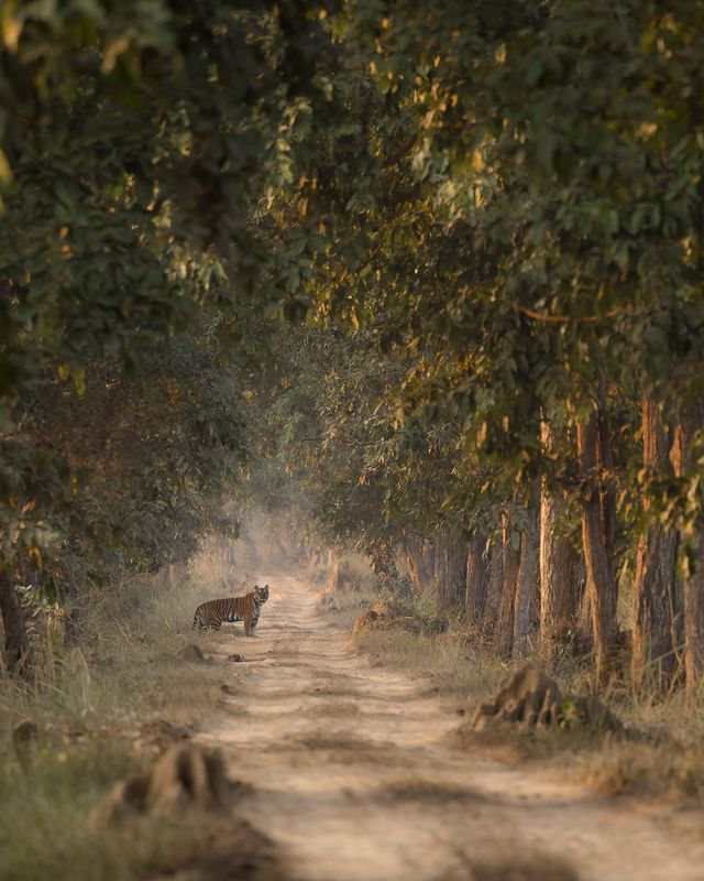 terai, tigers, dudhwa, pilibhit, nature, wildlife Terai Tigersphoto preview