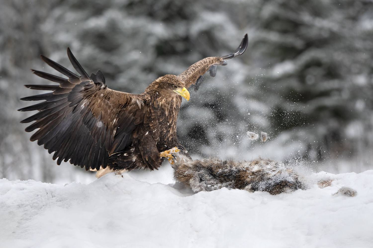 Какие пёрышки, какой носок. Автор: Татьяна Проценко , Татьяна Проценко