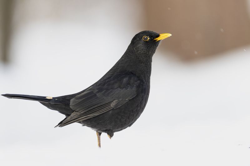 Черный дроздphoto preview