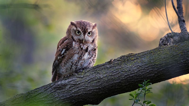 Пернатая кошкаphoto preview