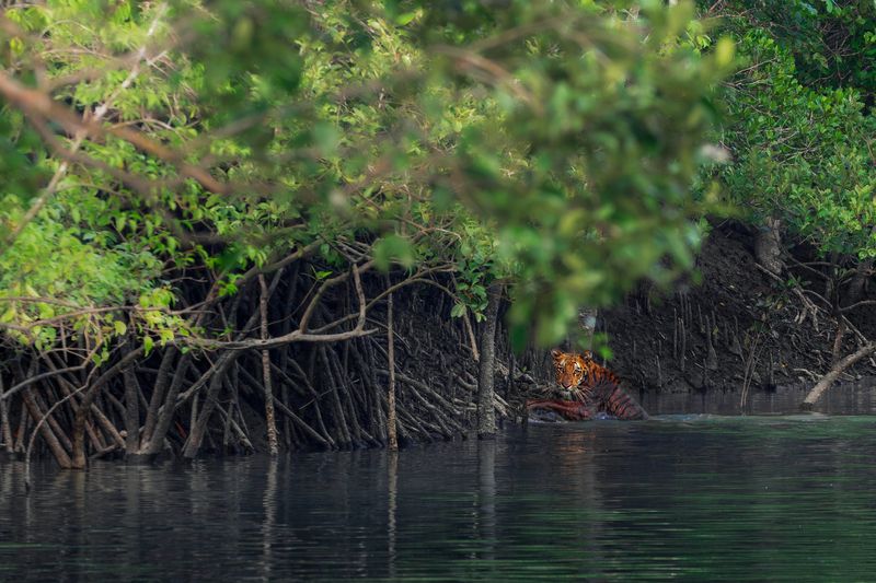A Bengal tiger emerges from the murky watersphoto preview