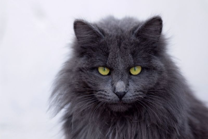 нибелунг - редкая порода котов Экспозиция котом!photo preview